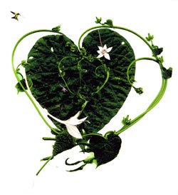 Green-Heart-Good_small.jpg